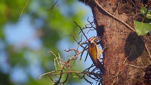 Black-rumped flameback nesting and feeding chicks in Bardia national park, Nepal  - specie Dinopium benghalense family of Picidae