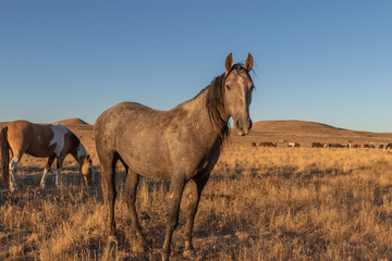 Wild Horses in the Utah Desert