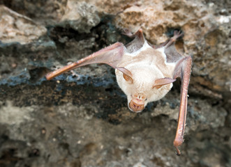 vampire bat are sleeping in the cave hanging on the ceiling period