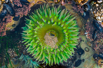 anemone