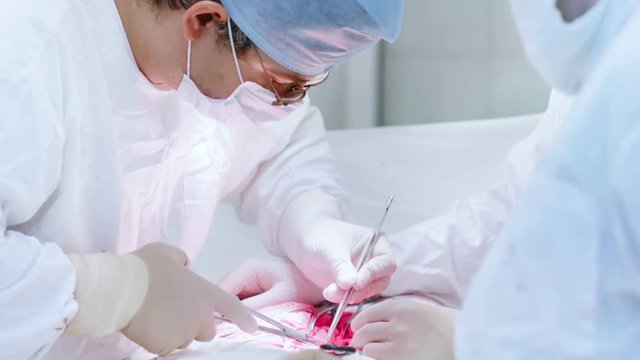 Busy professional surgeon performing surgery operation on abdominal cavity