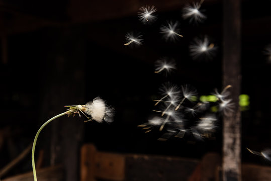 blowing dadelion closeup with a blur dark background - movement