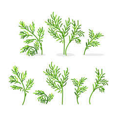 vector fennel dill set