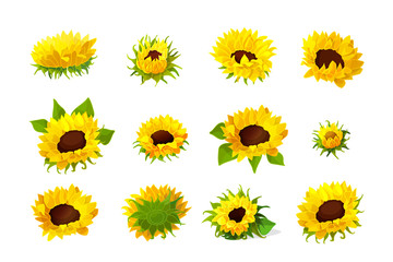 Fototapeta premium vector sunflower seeds head flower set