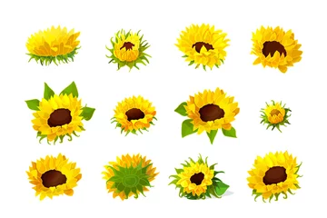 Fotobehang Zonnebloemen vector zonnebloempitten hoofd bloem set
