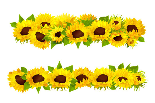 vector sunflower seeds frame