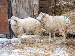 Domestic white sheep graze in the winter yard in the countryside. Nature in the village, snow