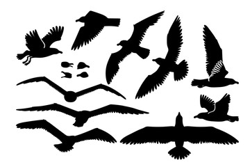 vector seagull sea gull set