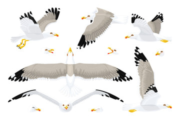 vector seagull sea gull set