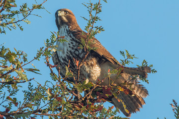 red tail hawk in tree
