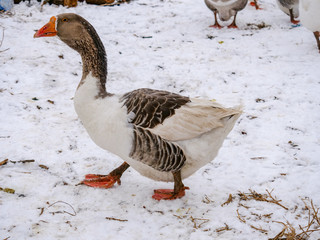 Geese swim in a rustic pond in sunny winter day