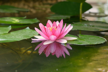 Flower water lily in a decorative lake