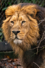 Lion portrait