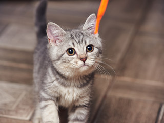 Little grey scottish straight kitten is ready to play with orange lace. It is lured with orange lace.