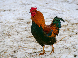 Young cockerel of good breed crowing in the village courtyard