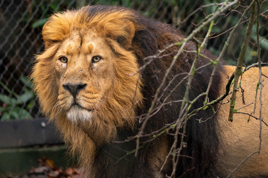 Lion portrait