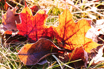 Autumn leaf on green grass, macro closeup.