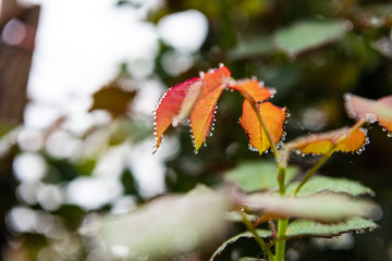 Detail of a rose leaf with dew in the morning