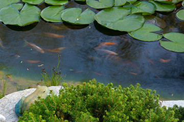 Decorative fish in the lake