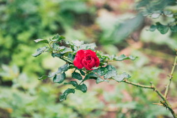 Detail of a bright red rose with a green garden on background