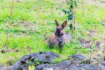 Rabbit in a natural park on the French Riviera