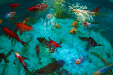 Top view of the beautiful fish in the water.