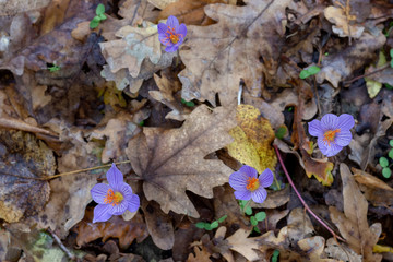 The last flowers bloomed in the forest in late autumn,texture.