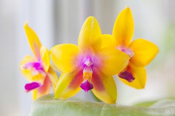Beautiful rare orchid in pot on blurred background