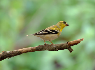 American Goldfinch male perched on tree limb