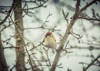 Sparrow on a tree in winter