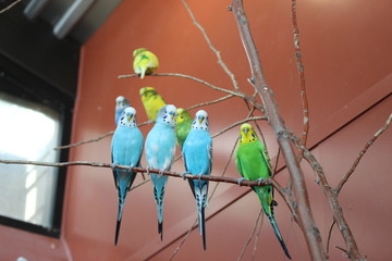 Parakeets on branch 