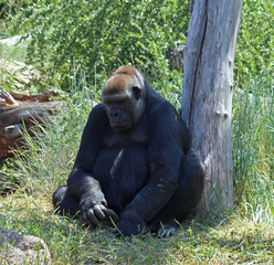 Gorilla sitting