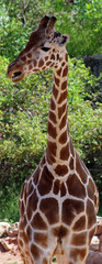 Giraffe