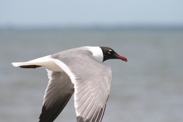 gull in flight