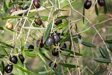 black olive on a tree