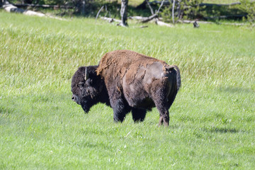 American bison standing in pasture © Phil