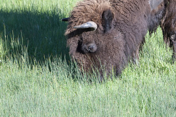 American bison with head down feeding on grasses