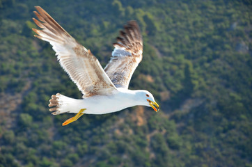 seagull in flight