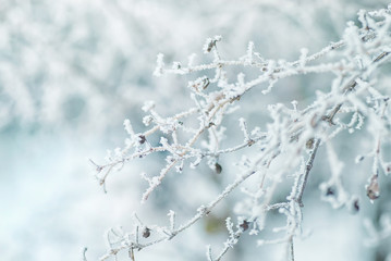 Beautiful Christmas landscape. The branches of the tree are covered with hoarfrost, snowfall, natural image, soft focus, macro.