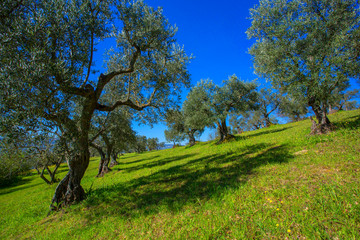 Olive trees in a row
