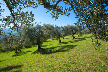 Olive trees in a row.