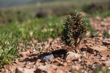 succulent plant on the dry soil
