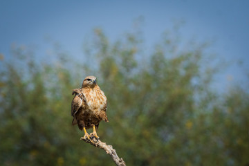 A long legged buzzard sitting on a beautiful perch at tal chappar bird sanctuary, india