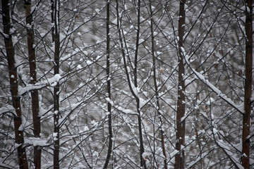 the natural background