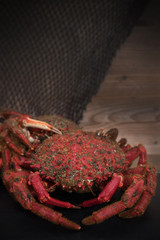 natural sea crab, seafood and fish