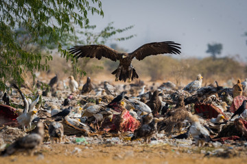 Steppe eagle (Aquila nipalensis) lending over demo  jorbeer, bikaner, India