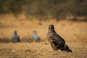 Steppe eagle (Aquila nipalensis) jorbeer, bikaner, India