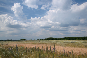 Cloudy sky over the meadow in the summer