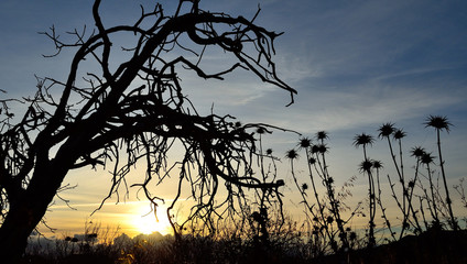 Backlit dry tree and flowers of milk thistle during the sunrise