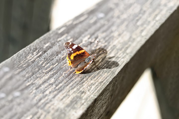 Colorful butterfly on a wooden board